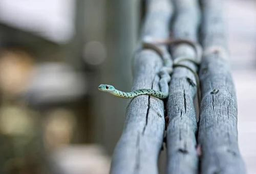 snake怎麼讀snake是什麼意思