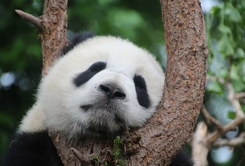 复数: pandasn.