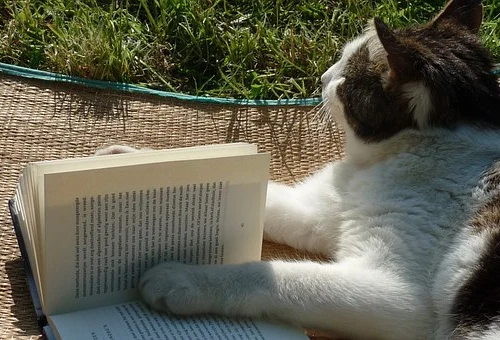 出国留学语言班是什么.png 出国留学语言班是什么.png