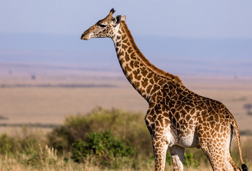 giraffes怎么读giraffes是什么意思