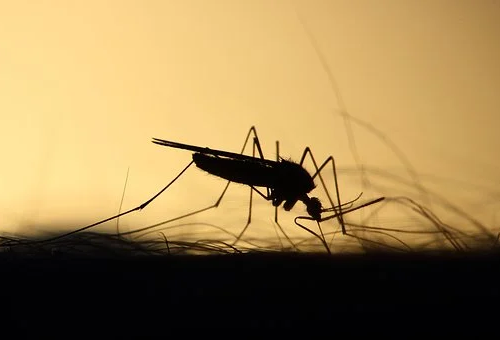 mosquito怎么读.png