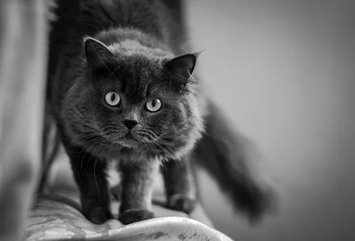 第三人称单数:glances现在分词:glancing过去式:glanced过去分词