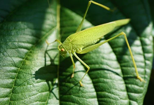 grasshopper怎么读.png grasshopper怎么读.png
